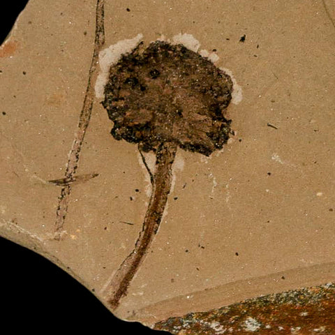 1.2" Rare Fossil Pistillate Cone Metasequoia Dawn Redwood Oligocene Age MT COA - Fossil Age Minerals