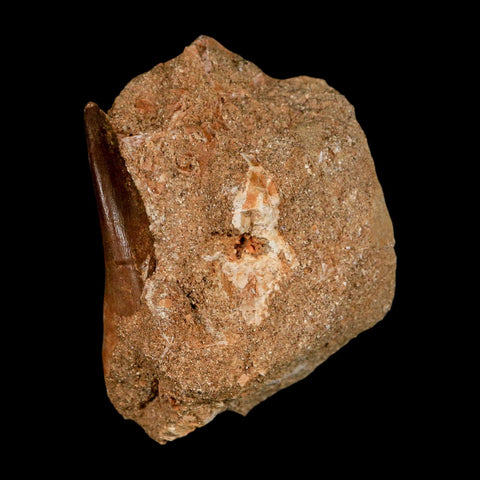 XL 2" Plesiosaur Zarafasaura Tooth Fossil In Matrix Cretaceous Dinosaur Era COA