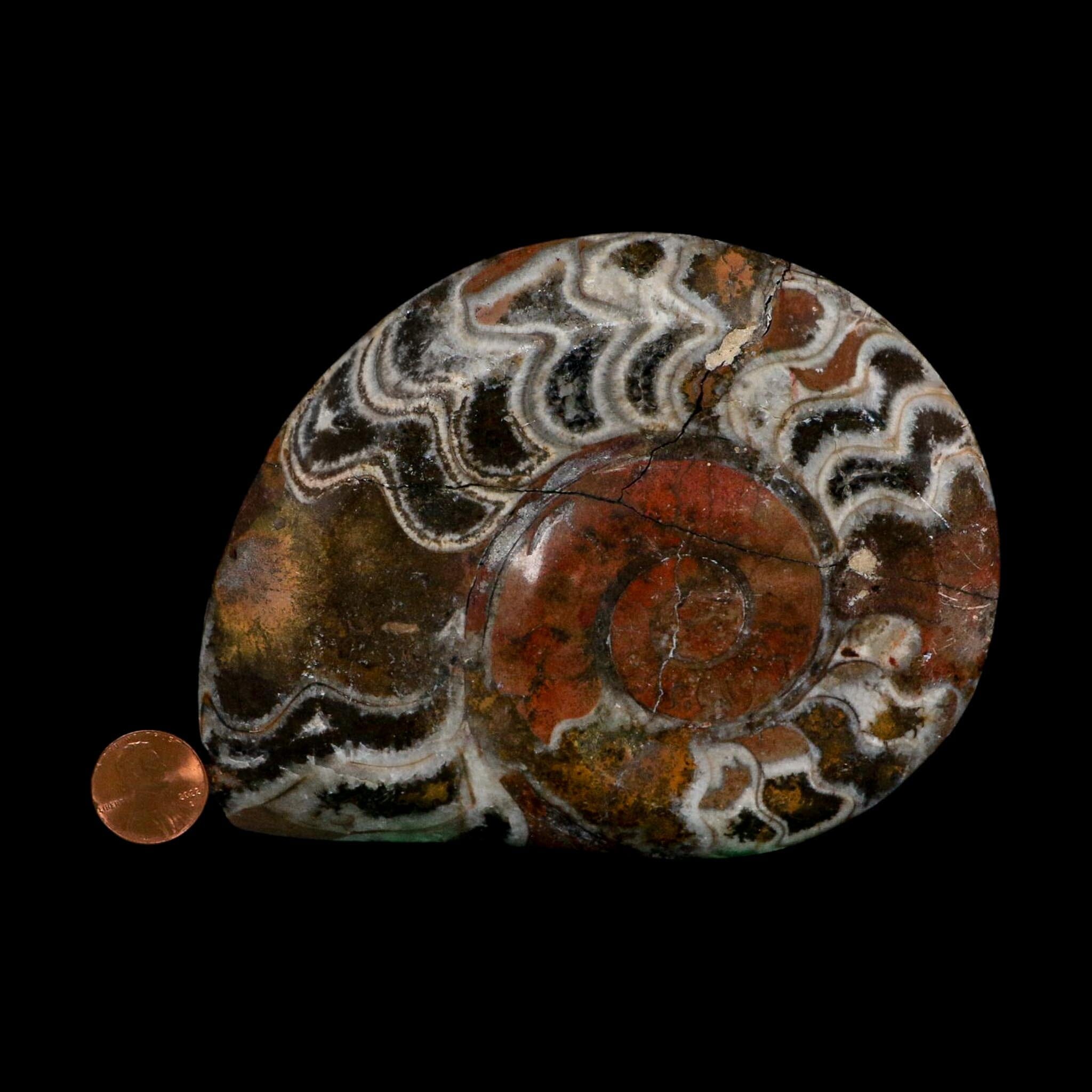 5" Goniatite Ammonite Fossil Polished Morocco Devonian Age COA