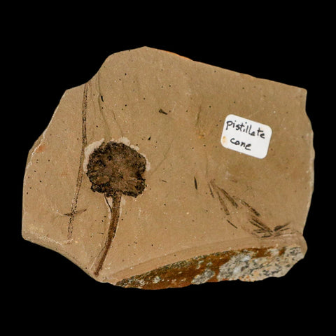 1.2" Rare Fossil Pistillate Cone Metasequoia Dawn Redwood Oligocene Age MT COA - Fossil Age Minerals