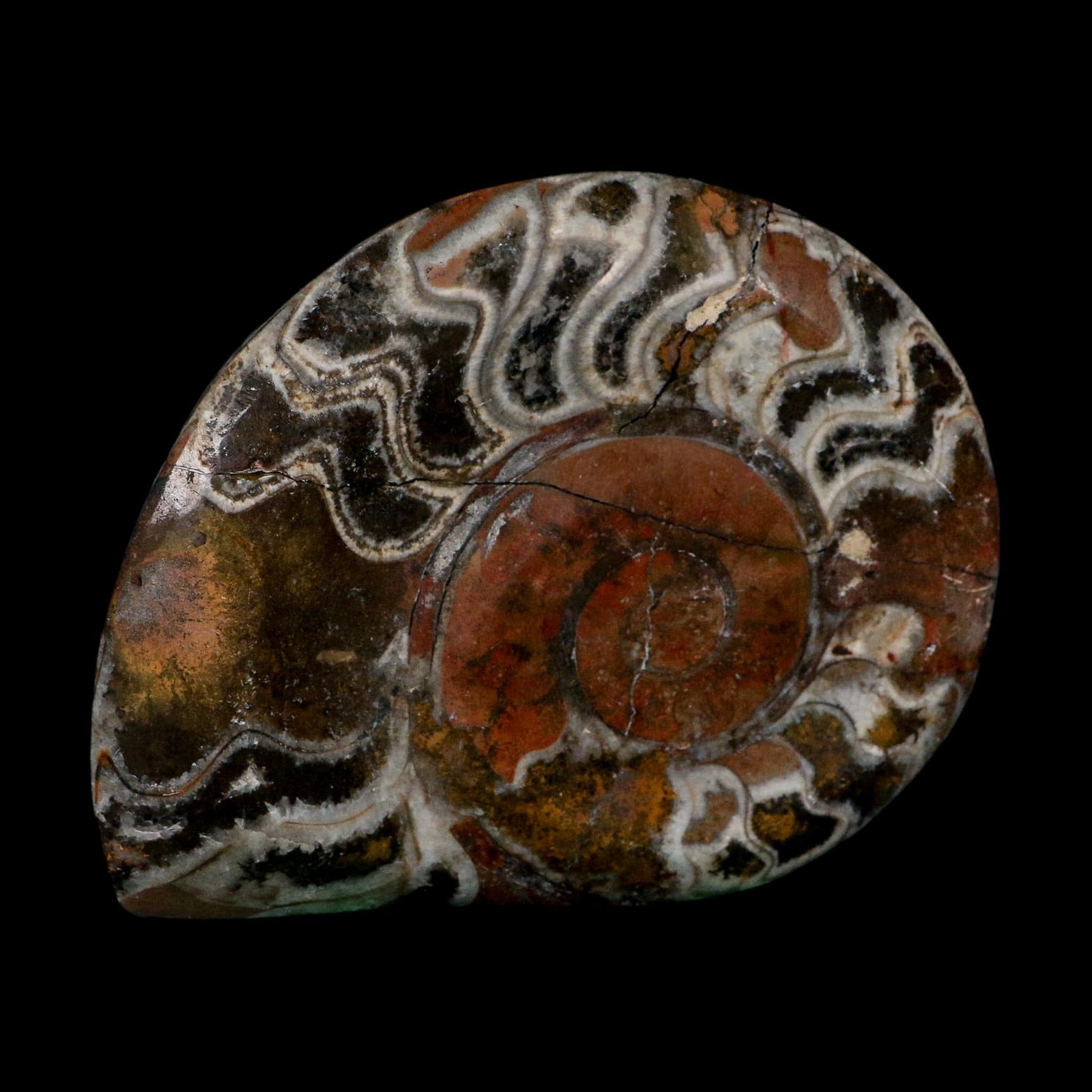 5" Goniatite Ammonite Fossil Polished Morocco Devonian Age COA