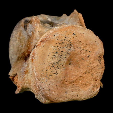 3" Basilosaurus Vertebrae Fossil Prehistoric Whale 34 Mil Yrs Old Late Eocene COA