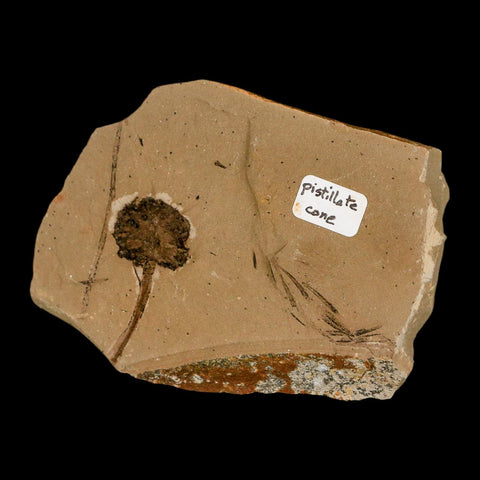 1.2" Rare Fossil Pistillate Cone Metasequoia Dawn Redwood Oligocene Age MT COA - Fossil Age Minerals