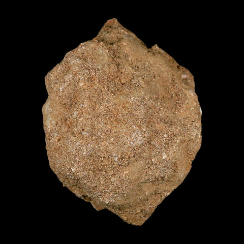 XL 2" Plesiosaur Zarafasaura Tooth Fossil In Matrix Cretaceous Dinosaur Era COA