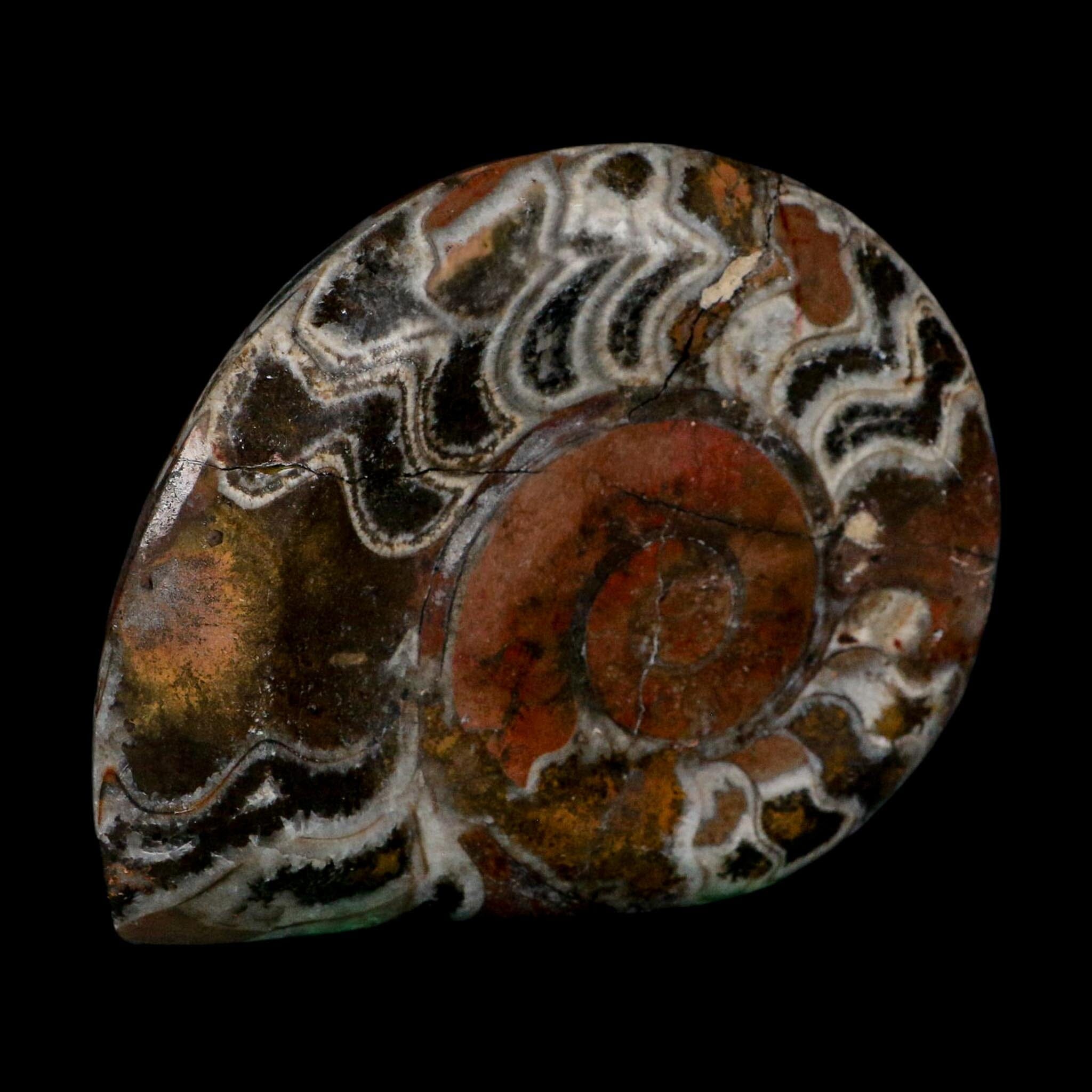 5" Goniatite Ammonite Fossil Polished Morocco Devonian Age COA