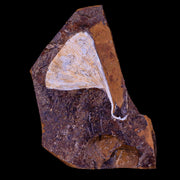 2.6" Detailed Ginkgo Cranei Fossil Plant Leaf Morton County, ND Paleocene Age COA