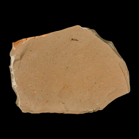 1.2" Rare Fossil Pistillate Cone Metasequoia Dawn Redwood Oligocene Age MT COA - Fossil Age Minerals