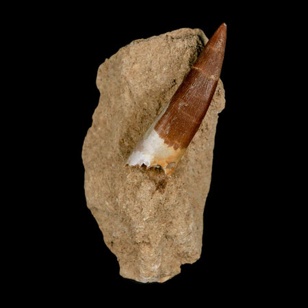 XL 2.1" Plesiosaur Zarafasaura Tooth Fossil In Matrix Cretaceous Dinosaur Era COA