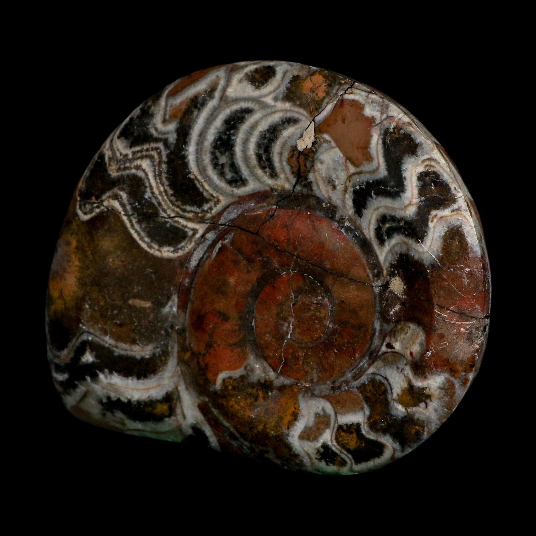 5" Goniatite Ammonite Fossil Polished Morocco Devonian Age COA