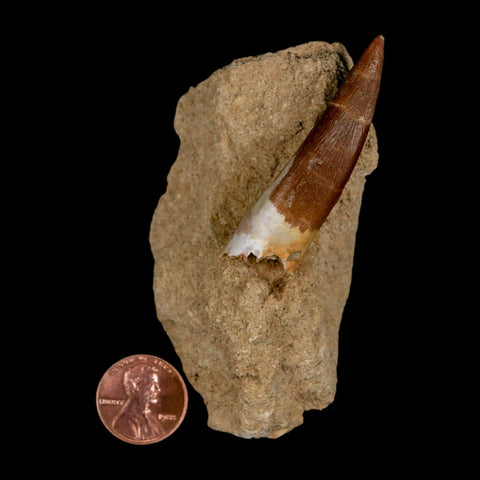 XL 2.1" Plesiosaur Zarafasaura Tooth Fossil In Matrix Cretaceous Dinosaur Era COA