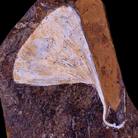 2.6" Detailed Ginkgo Cranei Fossil Plant Leaf Morton County, ND Paleocene Age COA