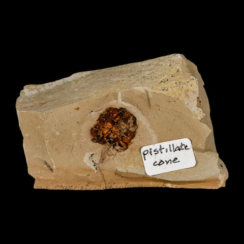 0.7" Rare Fossil Pistillate Cone Metasequoia Dawn Redwood Oligocene Age MT COA - Fossil Age Minerals