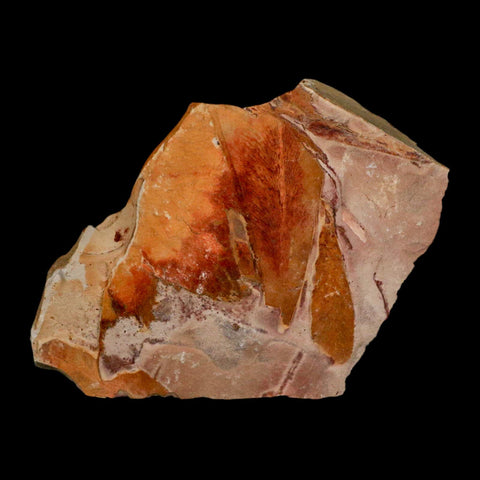 4.9" Detailed Glossopteris Browniana Fossil Plant Leaves Permian Age Australia - Fossil Age Minerals