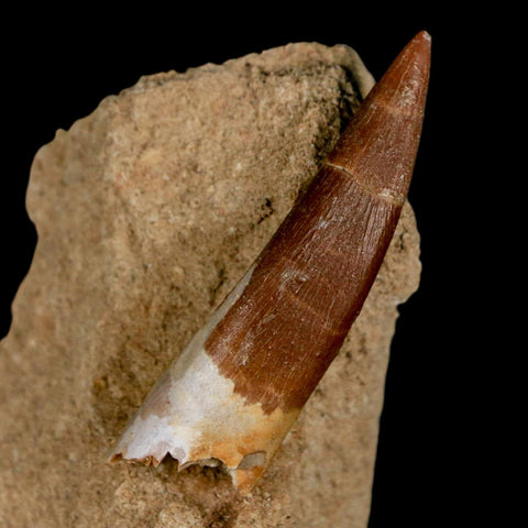 XL 2.1" Plesiosaur Zarafasaura Tooth Fossil In Matrix Cretaceous Dinosaur Era COA