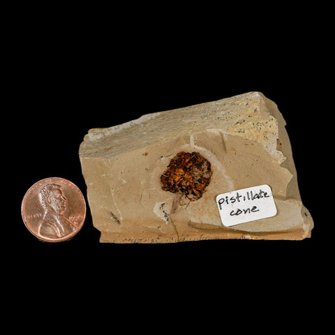0.7" Rare Fossil Pistillate Cone Metasequoia Dawn Redwood Oligocene Age MT COA - Fossil Age Minerals
