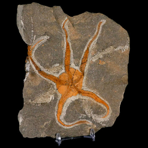 4.3" Brittlestar Ophiura Sp Starfish Fossil Ordovician Age Morocco COA & Stand - Fossil Age Minerals