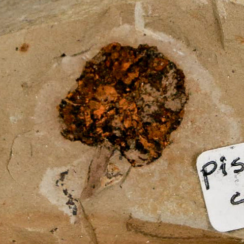0.7" Rare Fossil Pistillate Cone Metasequoia Dawn Redwood Oligocene Age MT COA - Fossil Age Minerals
