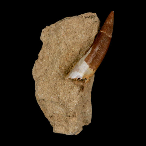 XL 2.1" Plesiosaur Zarafasaura Tooth Fossil In Matrix Cretaceous Dinosaur Era COA