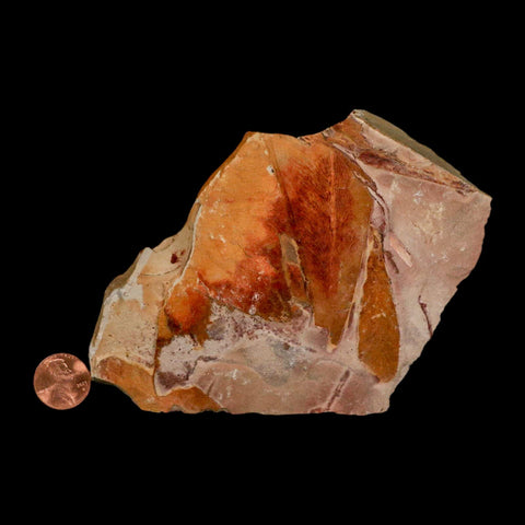 4.9" Detailed Glossopteris Browniana Fossil Plant Leaves Permian Age Australia - Fossil Age Minerals