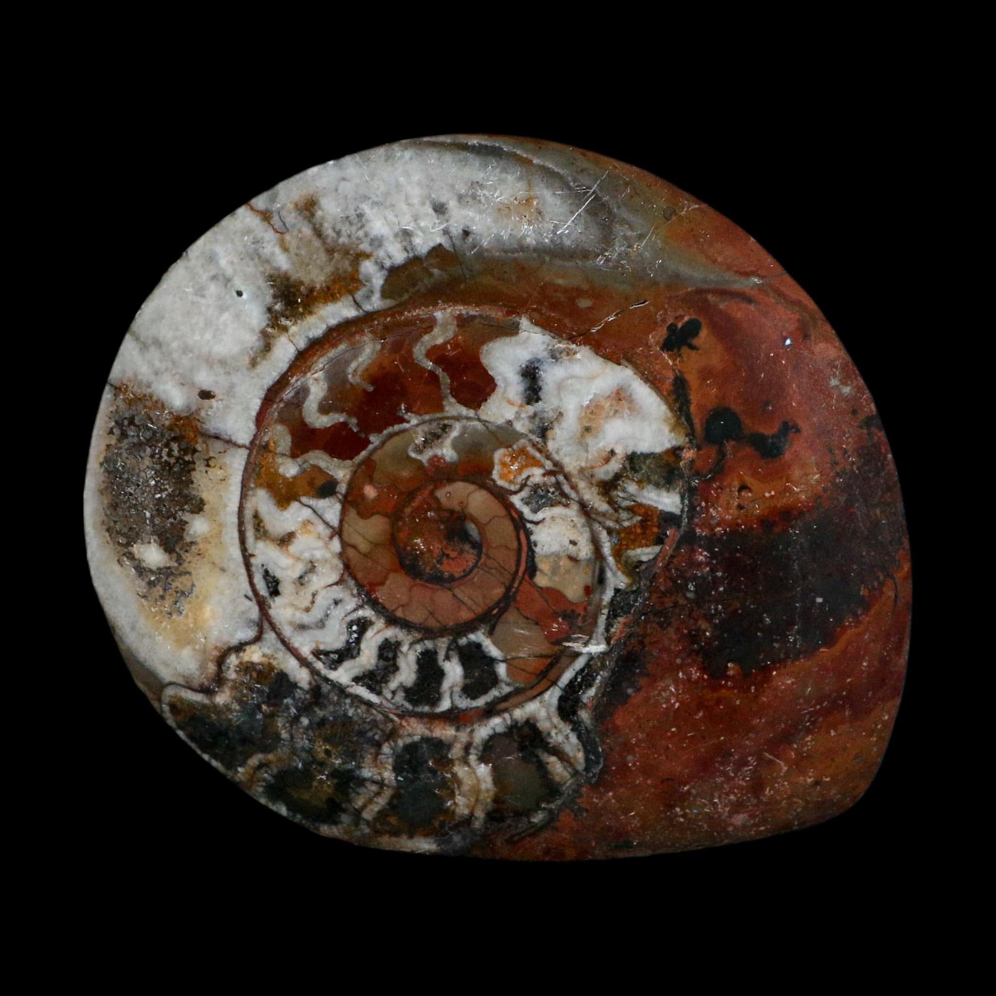 4.1" Goniatite Ammonite Fossil Polished Morocco Devonian Age COA