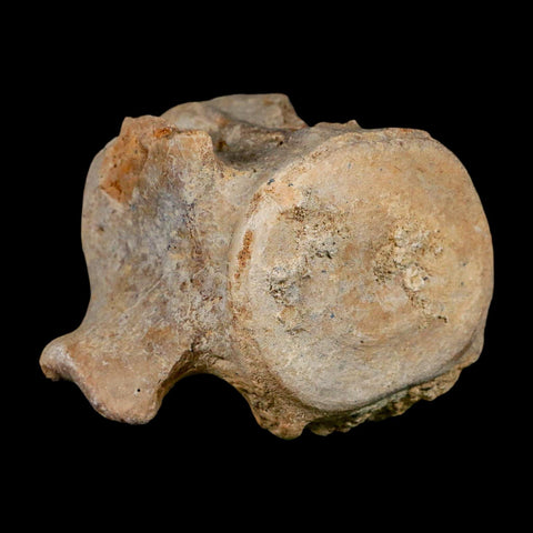 3.7" Basilosaurus Vertebrae Fossil Prehistoric Whale 34 Mil Yrs Old Late Eocene COA - Fossil Age Minerals