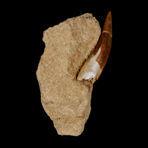 XL 2.1" Plesiosaur Zarafasaura Tooth Fossil In Matrix Cretaceous Dinosaur Era COA