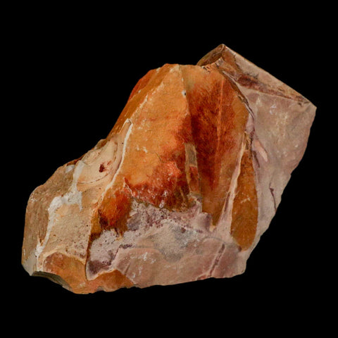 4.9" Detailed Glossopteris Browniana Fossil Plant Leaves Permian Age Australia - Fossil Age Minerals