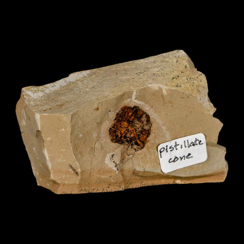 0.7" Rare Fossil Pistillate Cone Metasequoia Dawn Redwood Oligocene Age MT COA - Fossil Age Minerals
