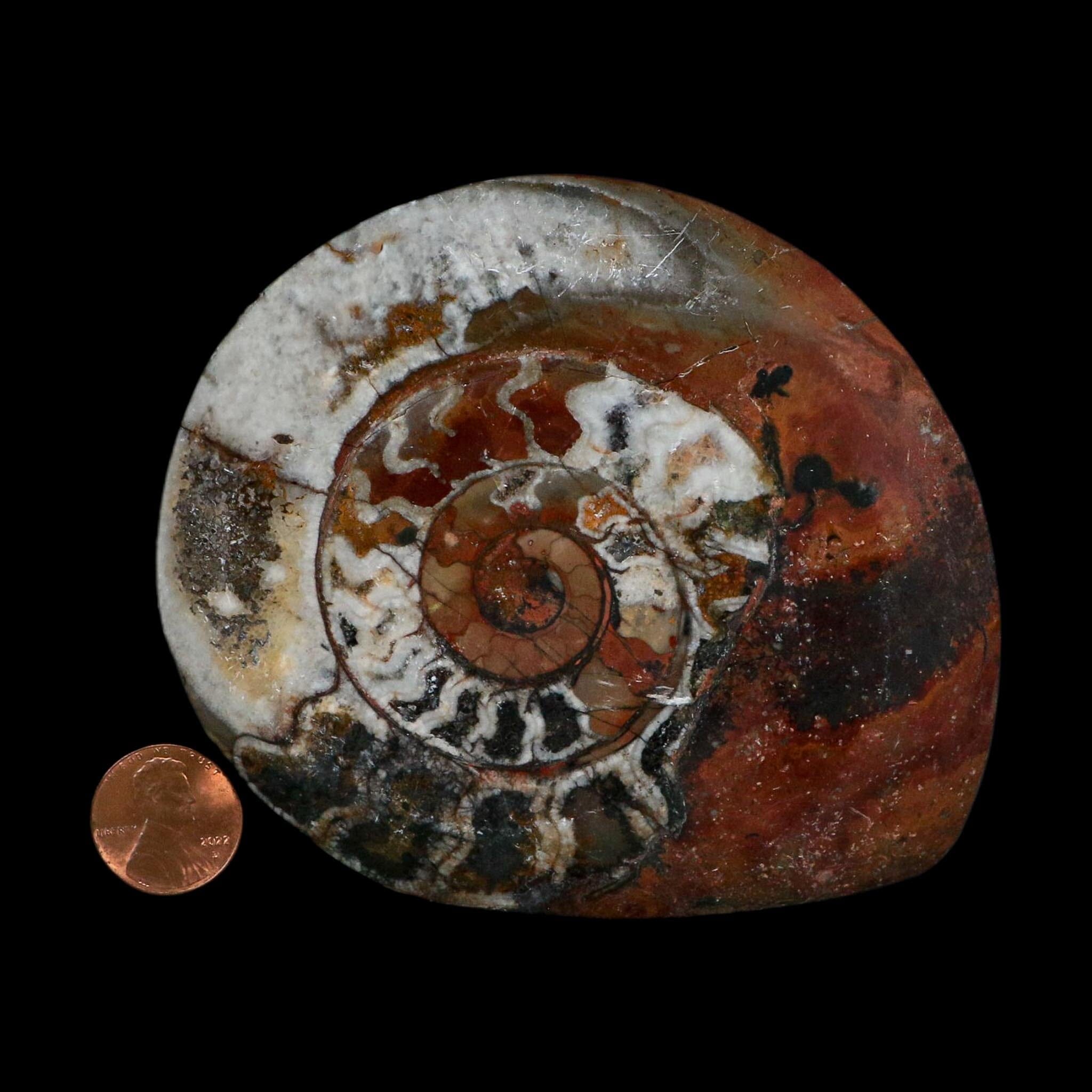 4.1" Goniatite Ammonite Fossil Polished Morocco Devonian Age COA