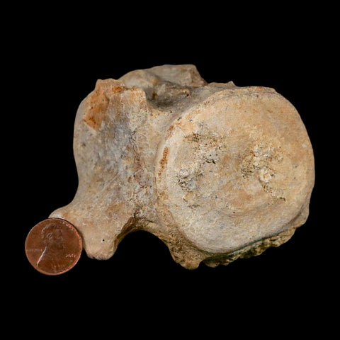 3.7" Basilosaurus Vertebrae Fossil Prehistoric Whale 34 Mil Yrs Old Late Eocene COA - Fossil Age Minerals