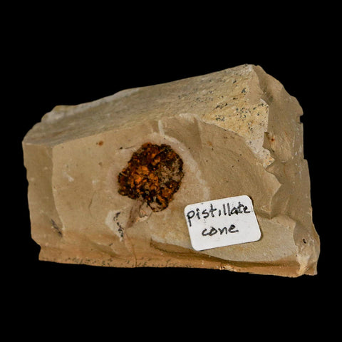 0.7" Rare Fossil Pistillate Cone Metasequoia Dawn Redwood Oligocene Age MT COA - Fossil Age Minerals