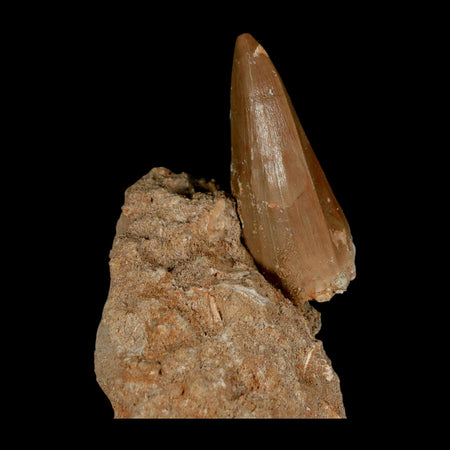 XL 2.1" Tylosaurus Mosasaur Fossil Tooth In Matrix Upper Cretaceous Dinosaur Era COA