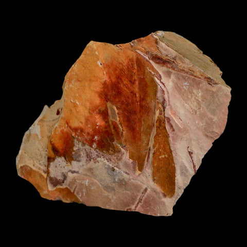 4.9" Detailed Glossopteris Browniana Fossil Plant Leaves Permian Age Australia - Fossil Age Minerals