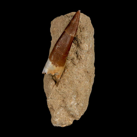 XL 2.1" Plesiosaur Zarafasaura Tooth Fossil In Matrix Cretaceous Dinosaur Era COA