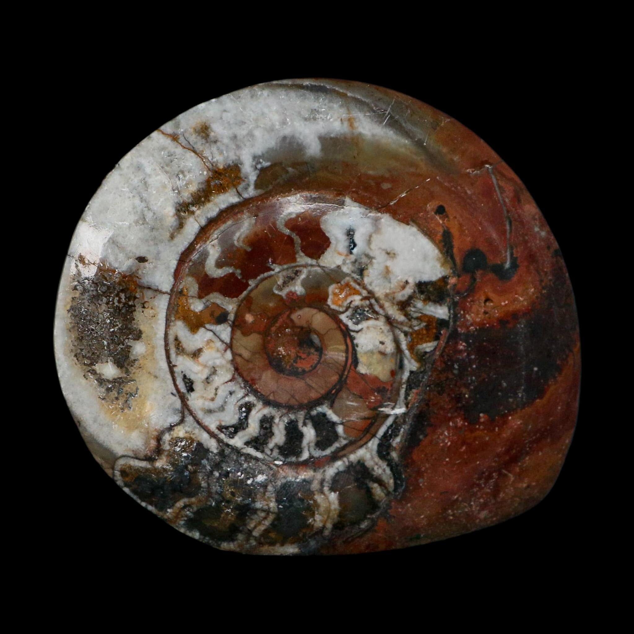 4.1" Goniatite Ammonite Fossil Polished Morocco Devonian Age COA