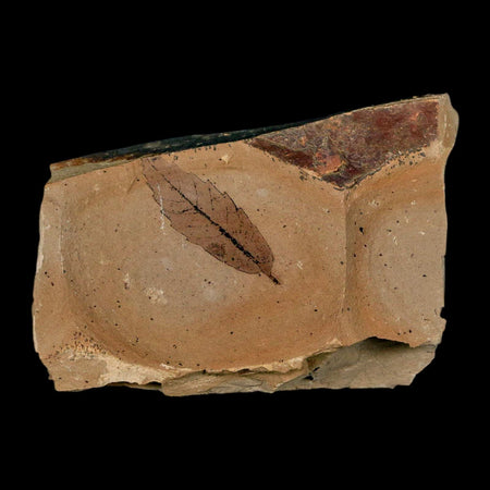0.7" Rare Fossil Pistillate Cone Metasequoia Dawn Redwood Oligocene Age MT COA