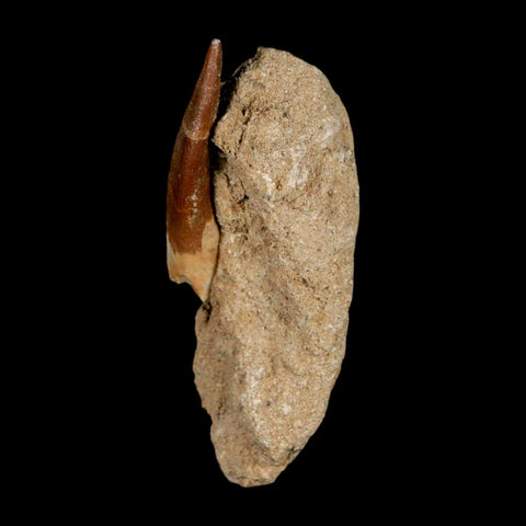 XL 2.1" Plesiosaur Zarafasaura Tooth Fossil In Matrix Cretaceous Dinosaur Era COA