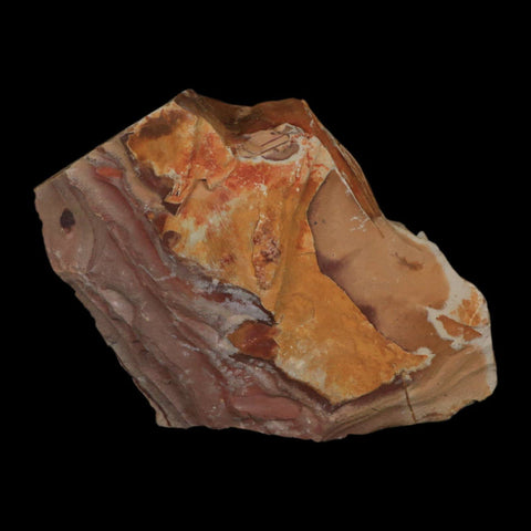 4.9" Detailed Glossopteris Browniana Fossil Plant Leaves Permian Age Australia - Fossil Age Minerals