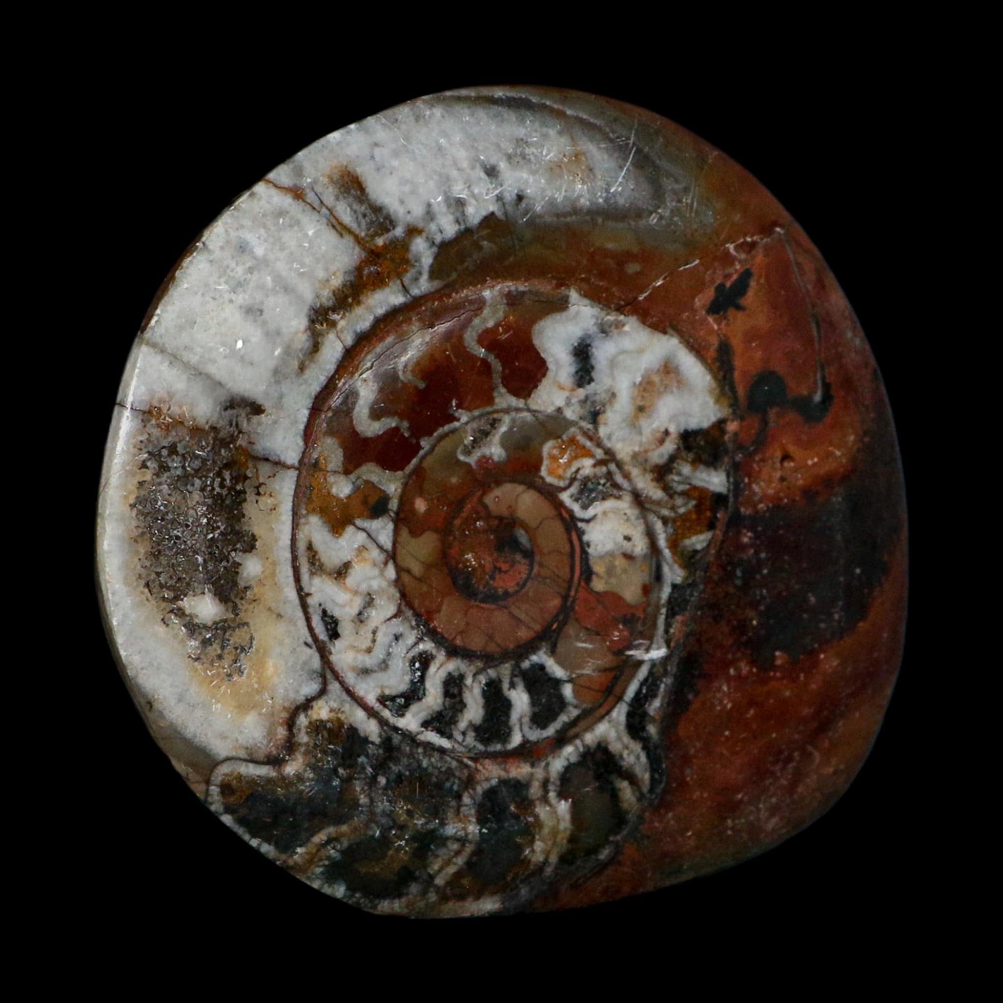 4.1" Goniatite Ammonite Fossil Polished Morocco Devonian Age COA