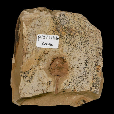 1" Rare Fossil Pistillate Cone Metasequoia Dawn Redwood Oligocene Age MT COA