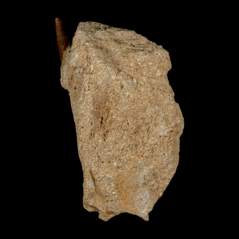 XL 2.1" Plesiosaur Zarafasaura Tooth Fossil In Matrix Cretaceous Dinosaur Era COA