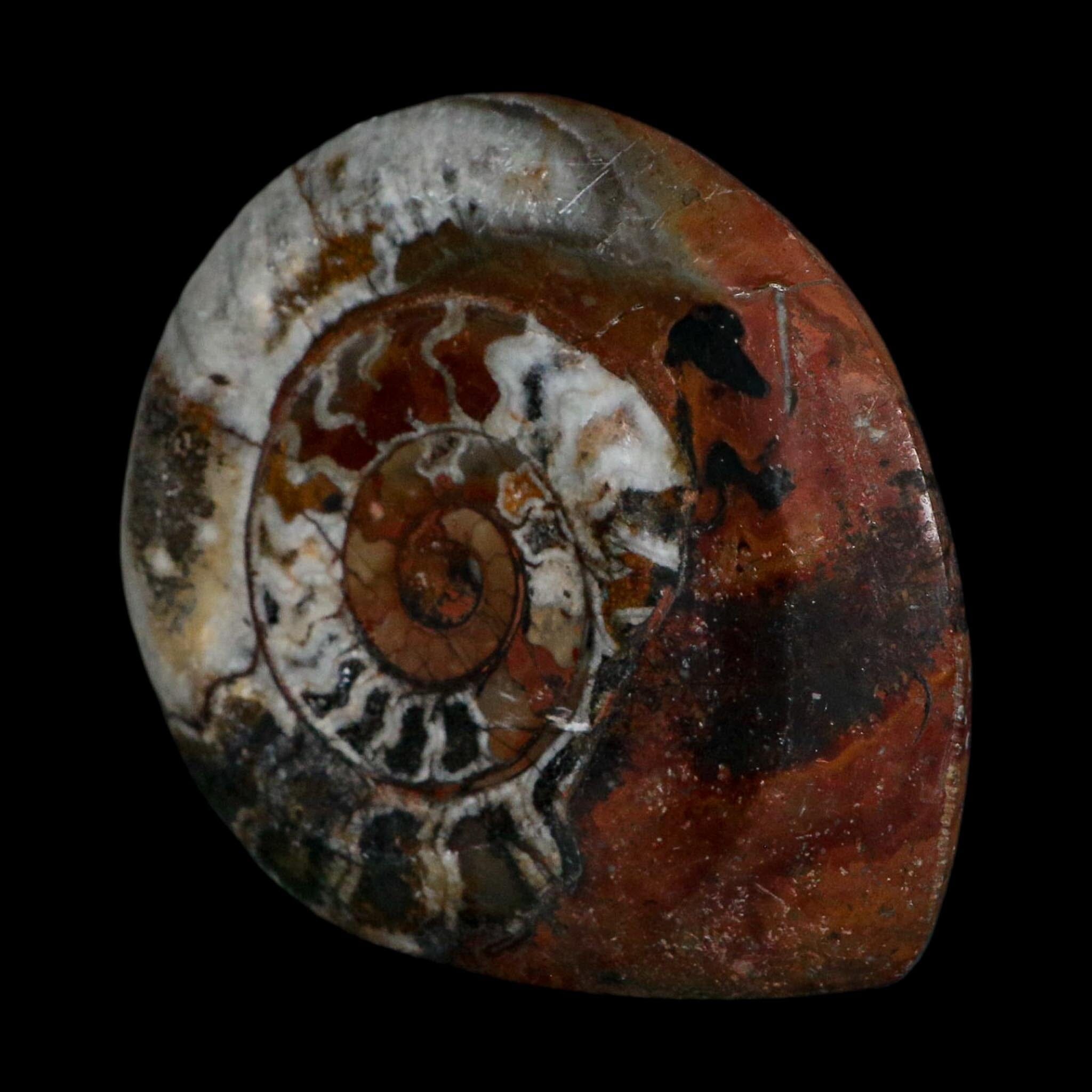 4.1" Goniatite Ammonite Fossil Polished Morocco Devonian Age COA
