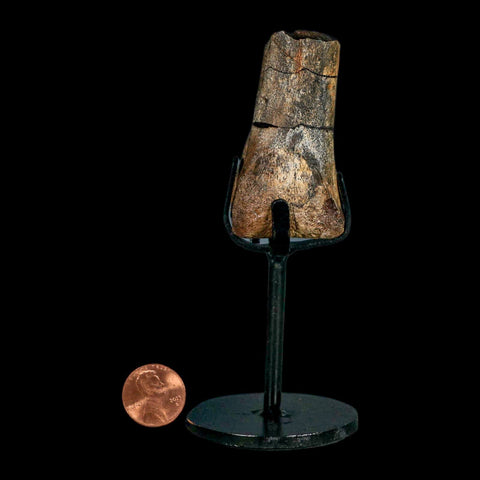 2.3" Struthiomimus Fossil Toe Bone Aguja Fm Texas Cretaceous Dinosaur Age COA Stand - Fossil Age Minerals