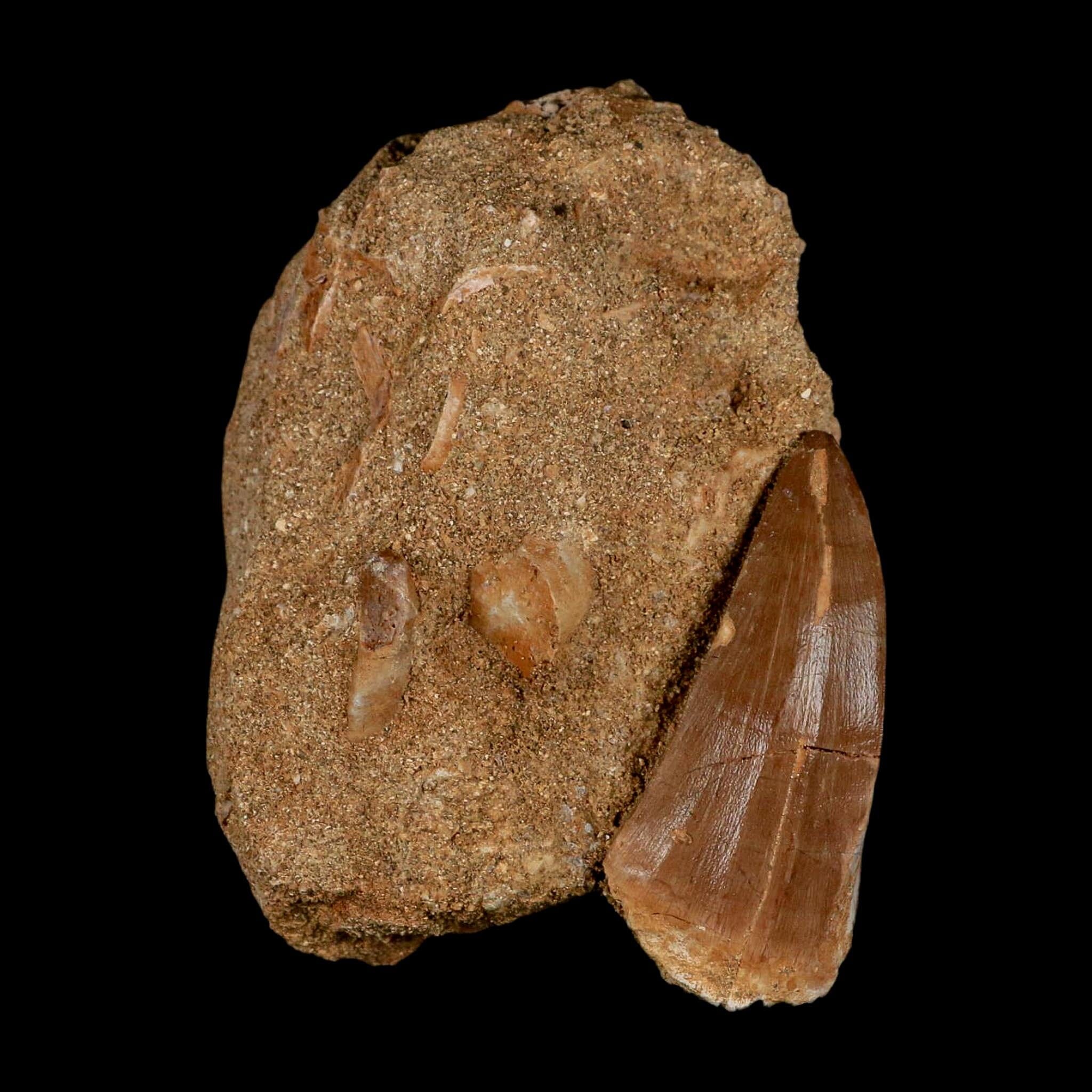 XL 2.1" Mosasaur Hoffmanni Fossil Tooth In Matrix Cretaceous Dinosaur Era COA - Fossil Age Minerals