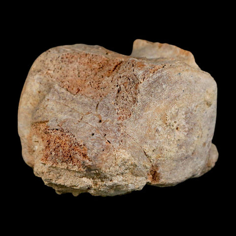 3.7" Basilosaurus Vertebrae Fossil Prehistoric Whale 34 Mil Yrs Old Late Eocene COA - Fossil Age Minerals