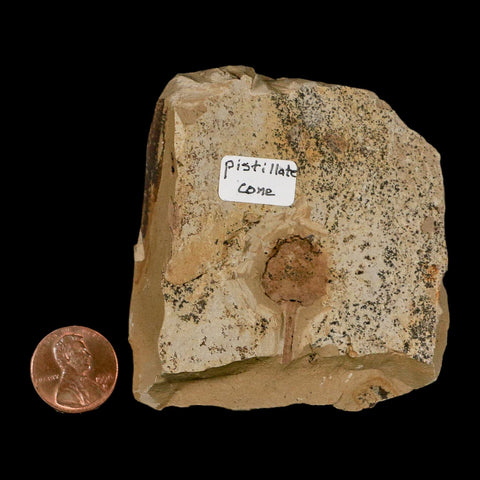 1" Rare Fossil Pistillate Cone Metasequoia Dawn Redwood Oligocene Age MT COA - Fossil Age Minerals