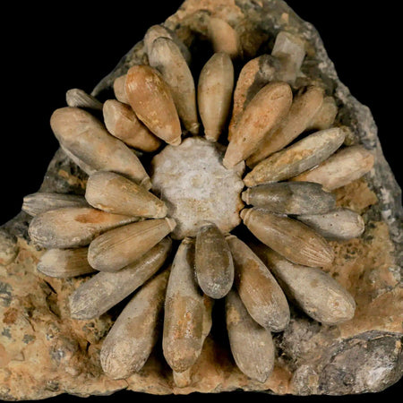 3.4" Highly Detailed Cidaropsis Sea Urchin Fossil Echinoid Boulmane Morocco