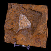 1.9" Detailed Ginkgo Cranei Fossil Plant Leaf Morton County, ND Paleocene Age COA
