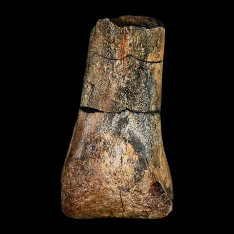 2.3" Struthiomimus Fossil Toe Bone Aguja Fm Texas Cretaceous Dinosaur Age COA Stand - Fossil Age Minerals