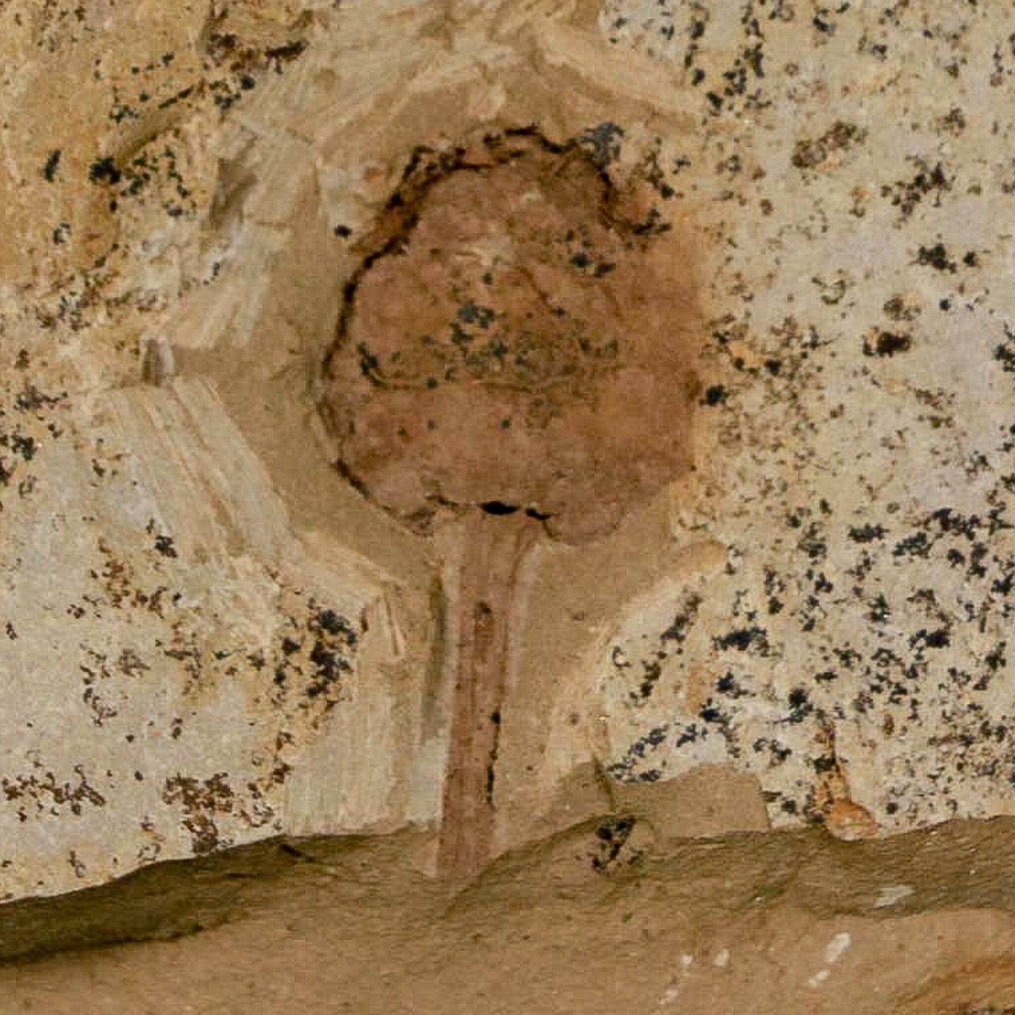 1" Rare Fossil Pistillate Cone Metasequoia Dawn Redwood Oligocene Age MT COA - Fossil Age Minerals